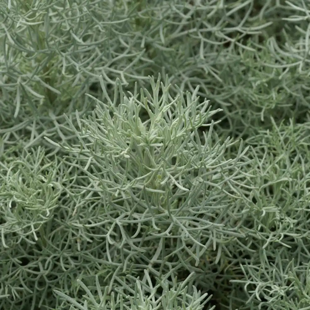 ARTEMISIA 'Canescens'