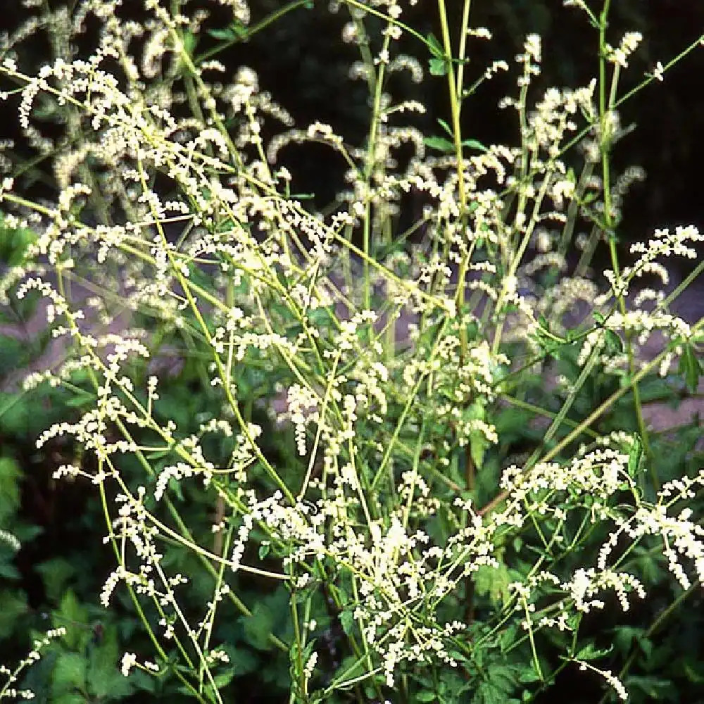 ARTEMISIA lactiflora 'Purpurea'