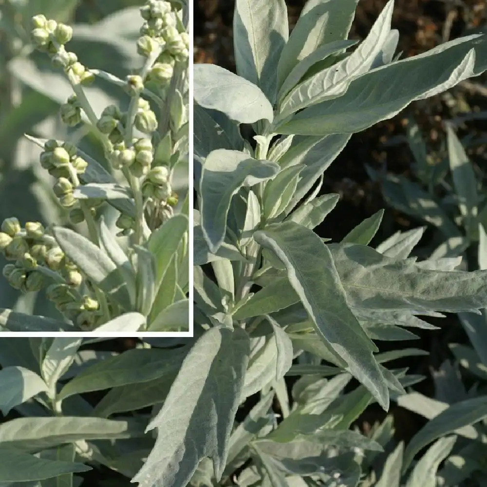 ARTEMISIA ludoviciana var. latiloba