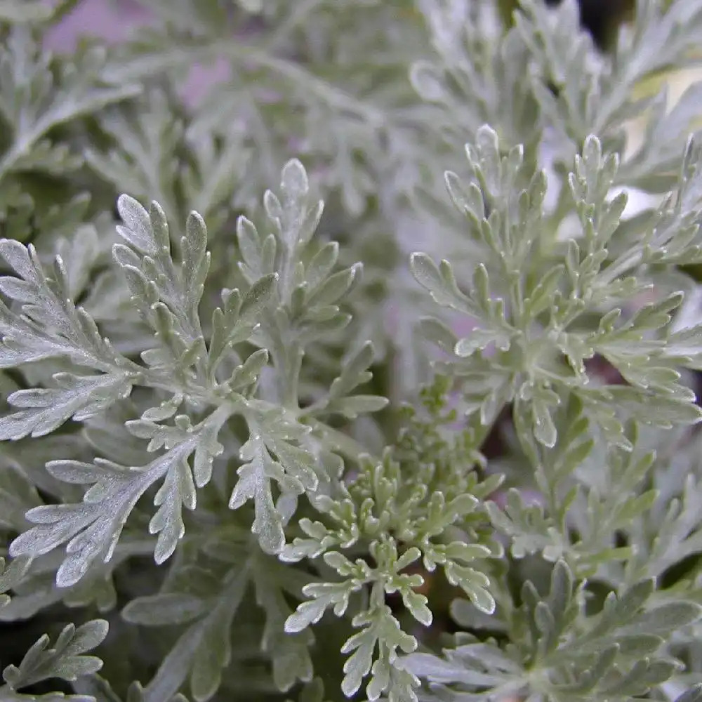 ARTEMISIA 'Powis Castle'