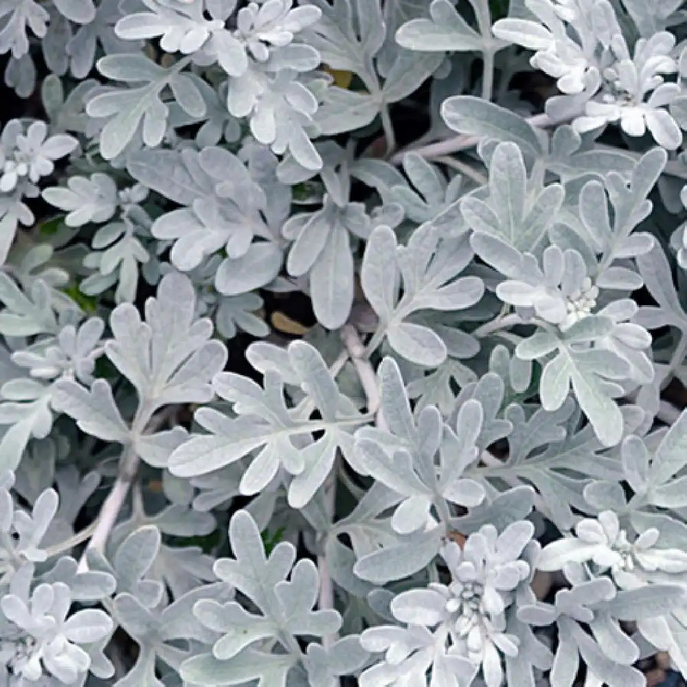 ARTEMISIA stelleriana 'Morris Strain'