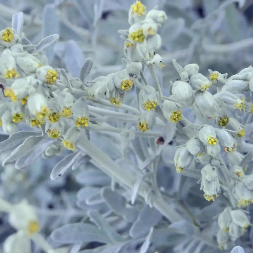 ARTEMISIA stelleriana