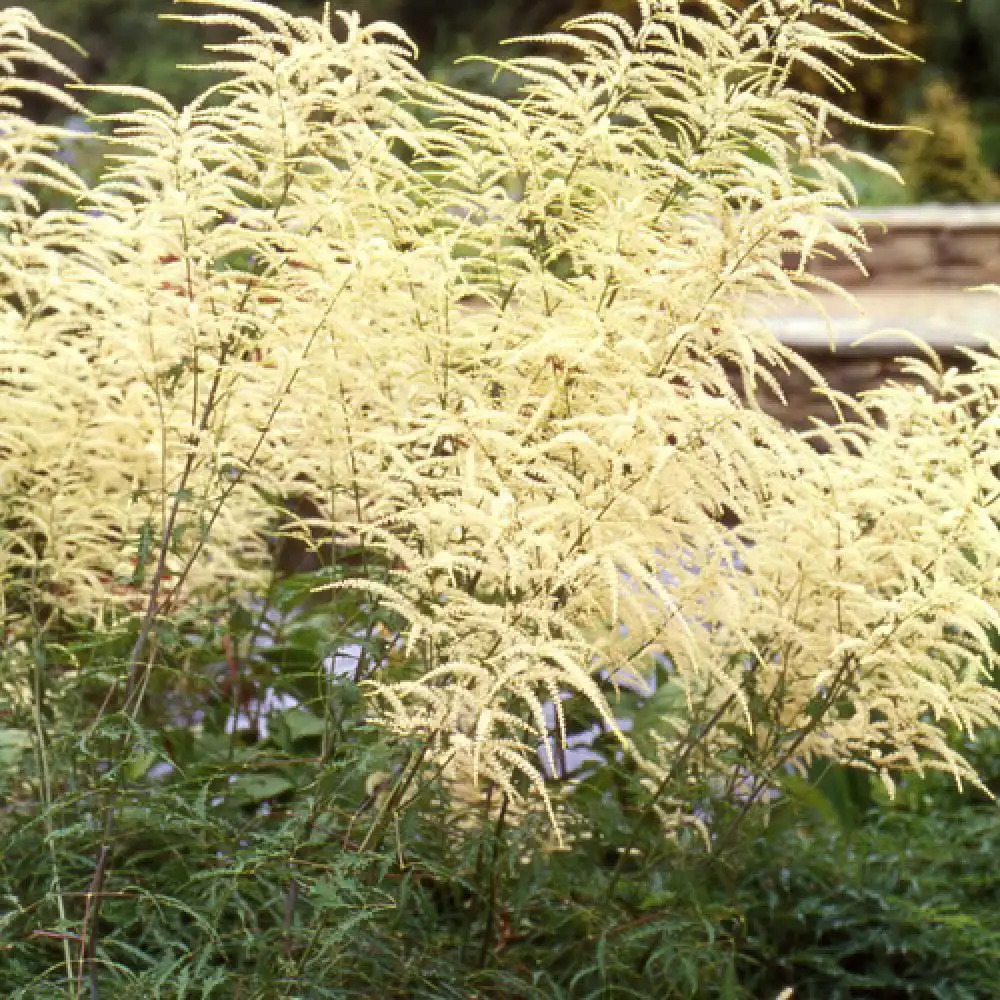 ARUNCUS dioicus 'Kneiffii'