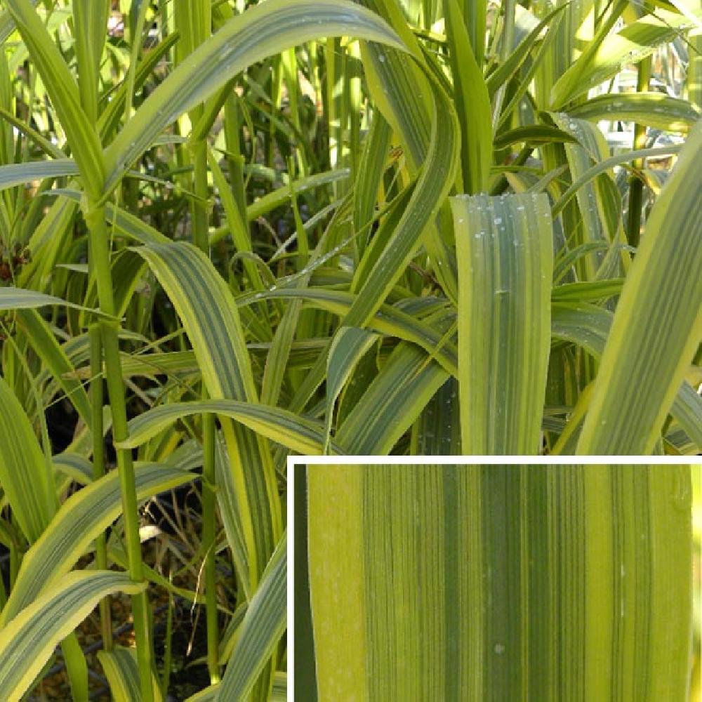 ARUNDO donax 'Aureovariegata'
