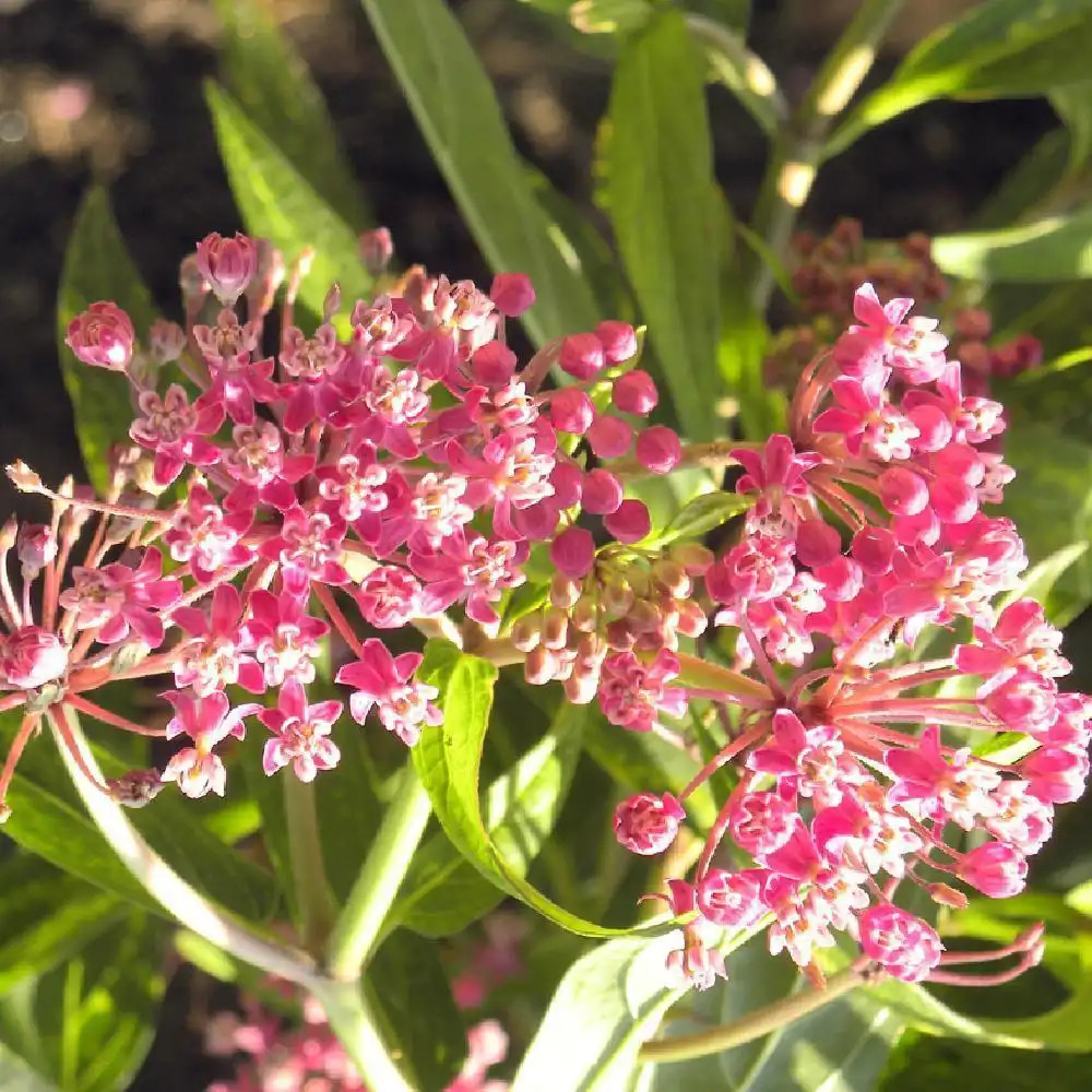 ASCLEPIAS incarnata