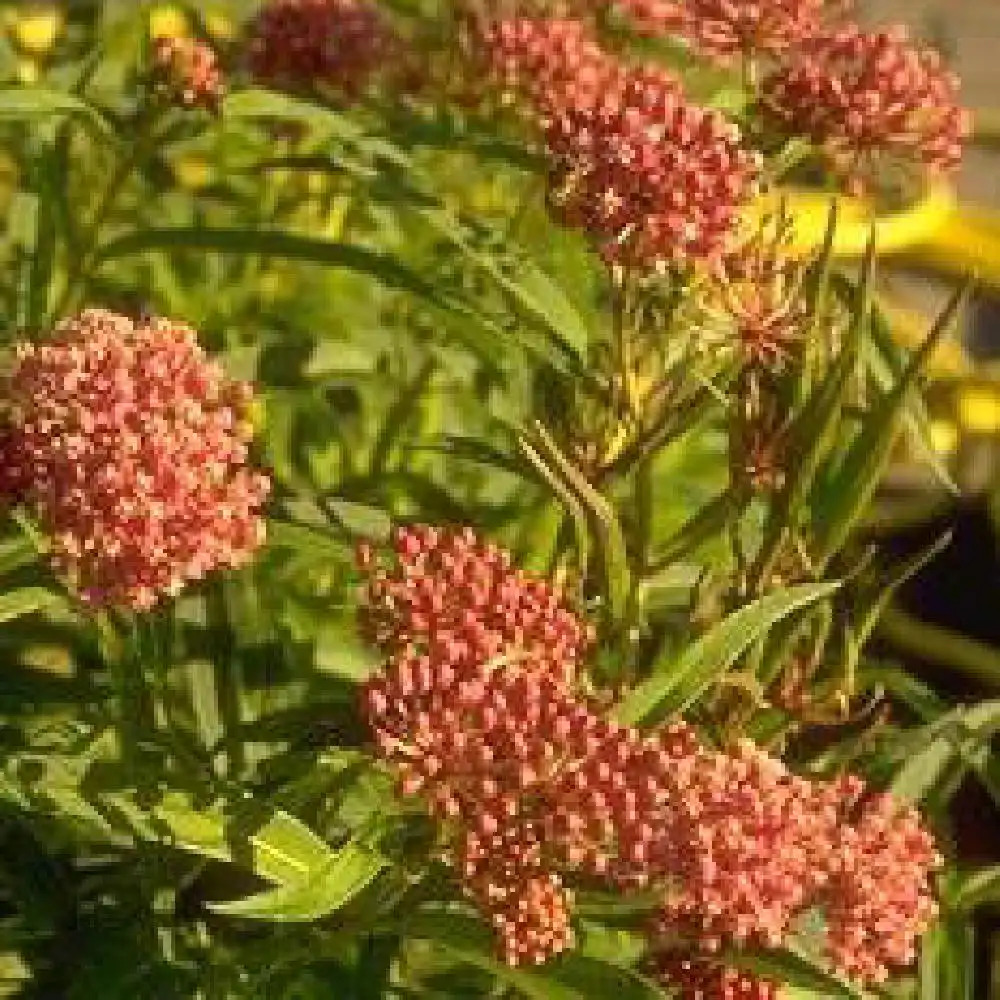 ASCLEPIAS incarnata.' image 2
