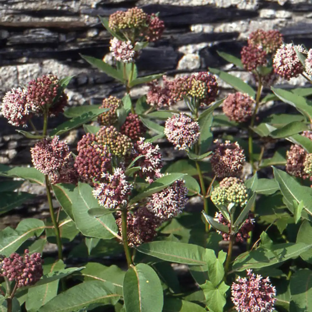 ASCLEPIAS syriaca (cornuti)