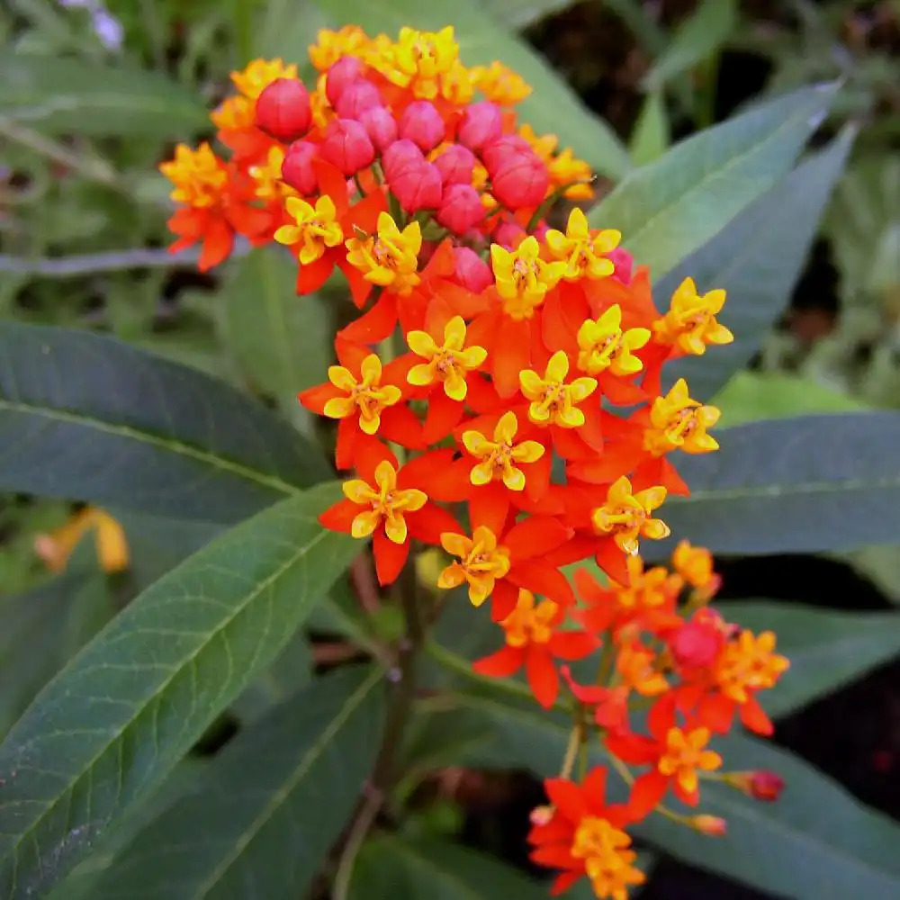 ASCLEPIAS tuberosa