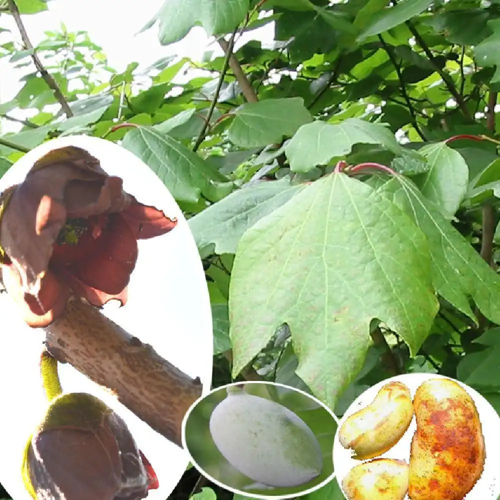 ASIMINA triloba 'Prima'