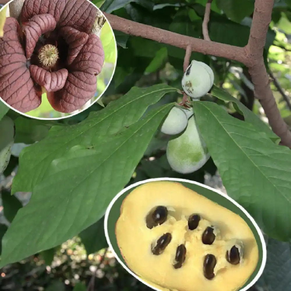 ASIMINA triloba 'Sunflower'