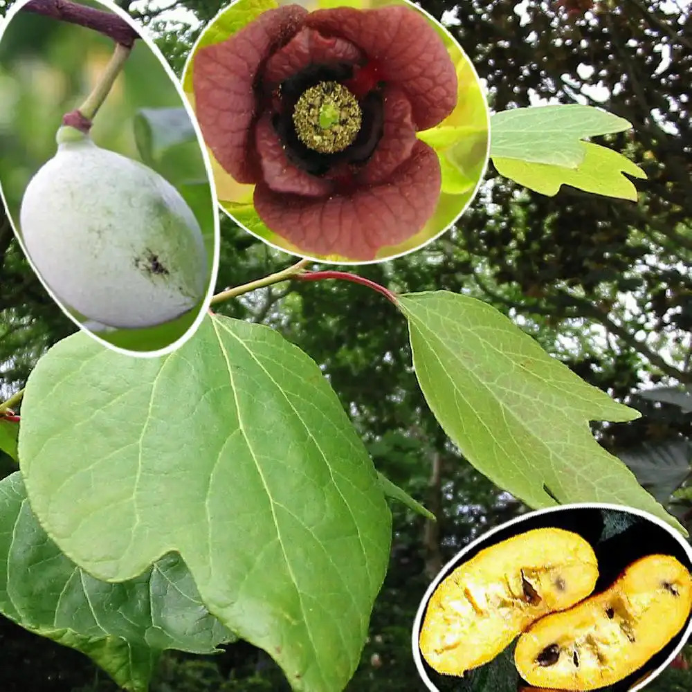 ASIMINA triloba