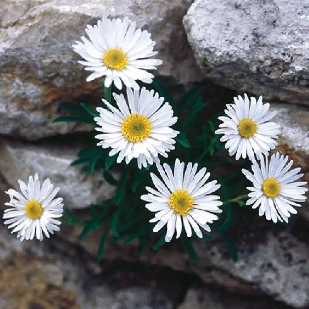 ASTER alpinus 'Albus'