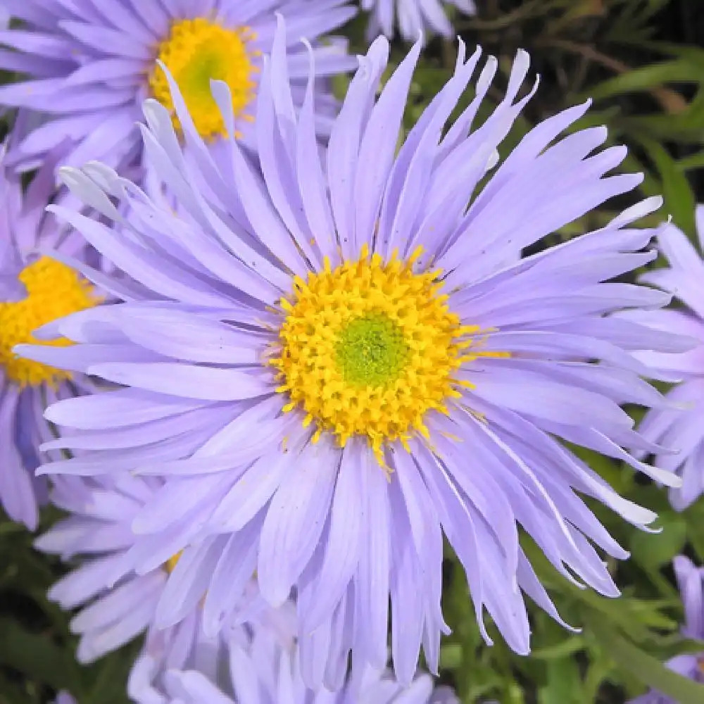 ASTER alpinus 'Dunkle Schöne'