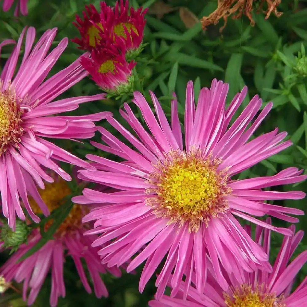 ASTER dumosus 'Alice Haslam'