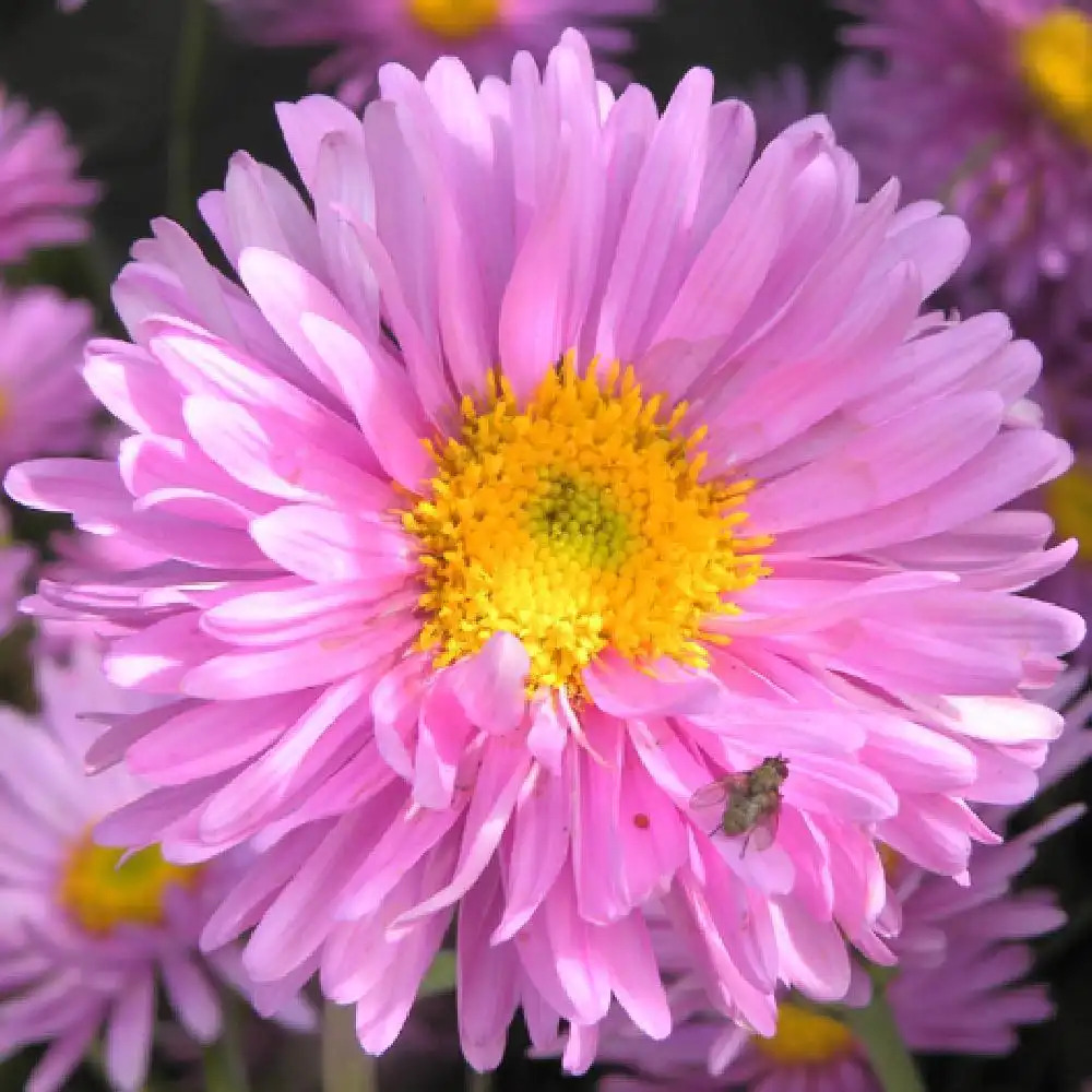 ASTER alpinus 'Happy End'