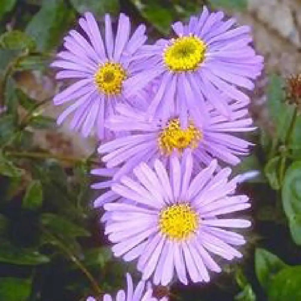 ASTER alpellus 'Triumph'