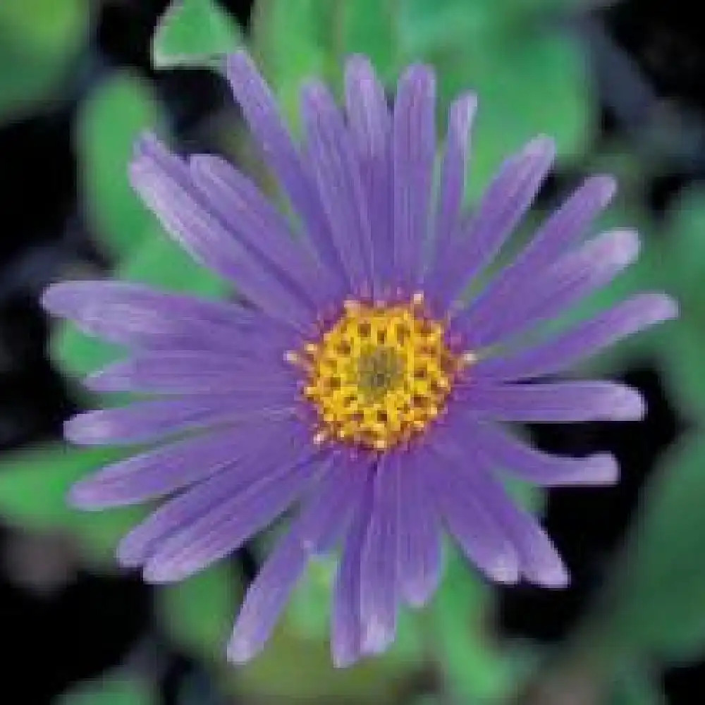 ASTER amellus 'Catherine'
