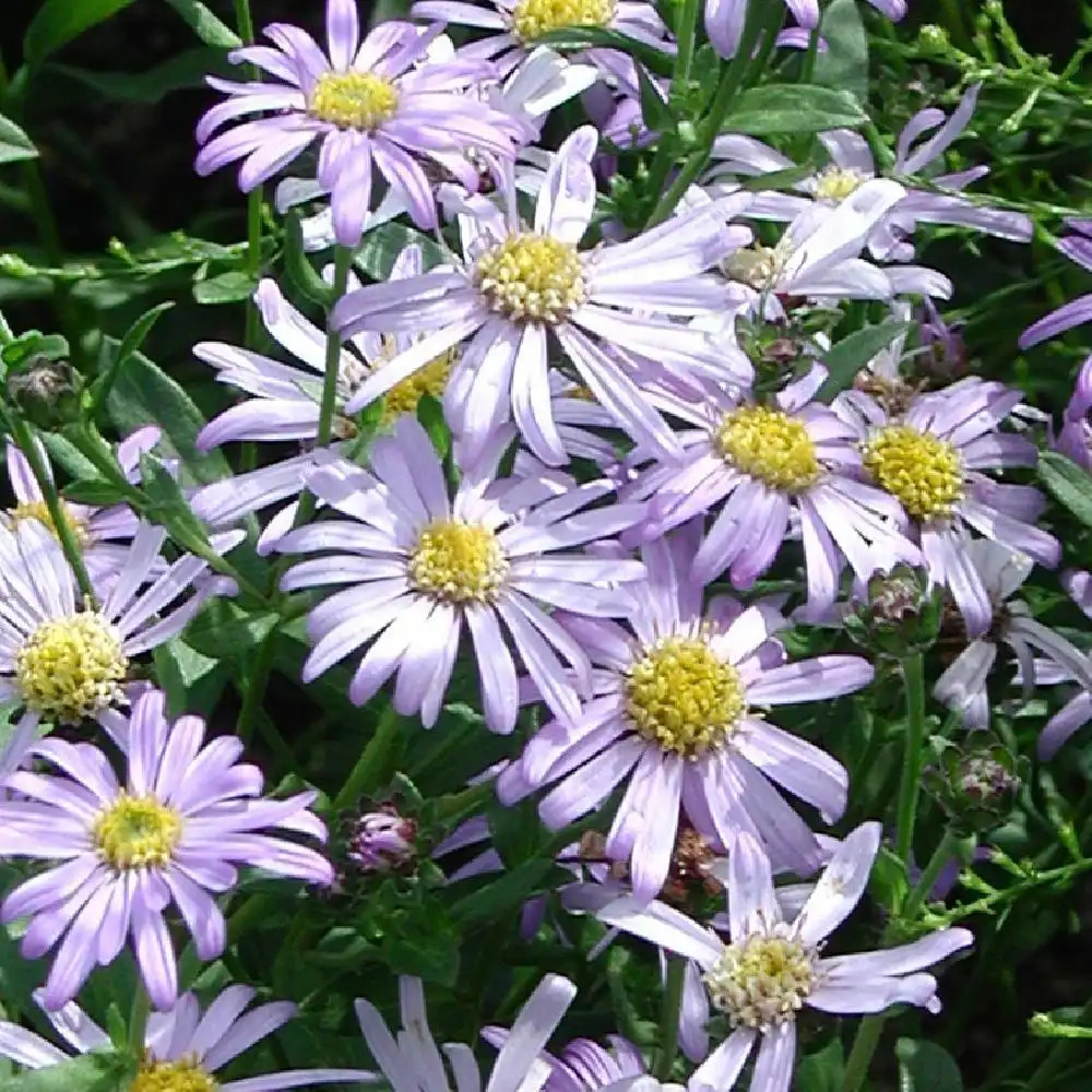 ASTER amellus 'Lac de Genève'