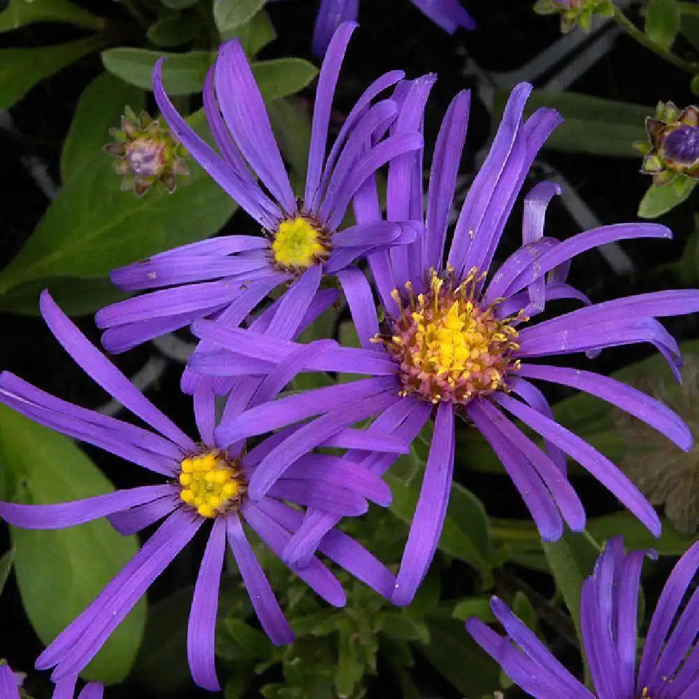 ASTER amellus 'Veilchenkönigin' (A. 'Violet Queen'