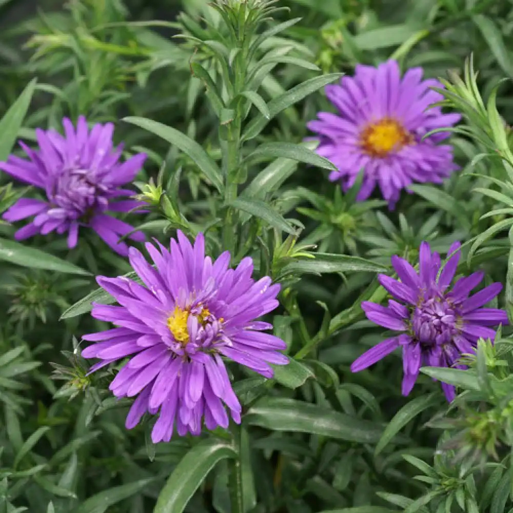 ASTER dumosus 'Augenweide'