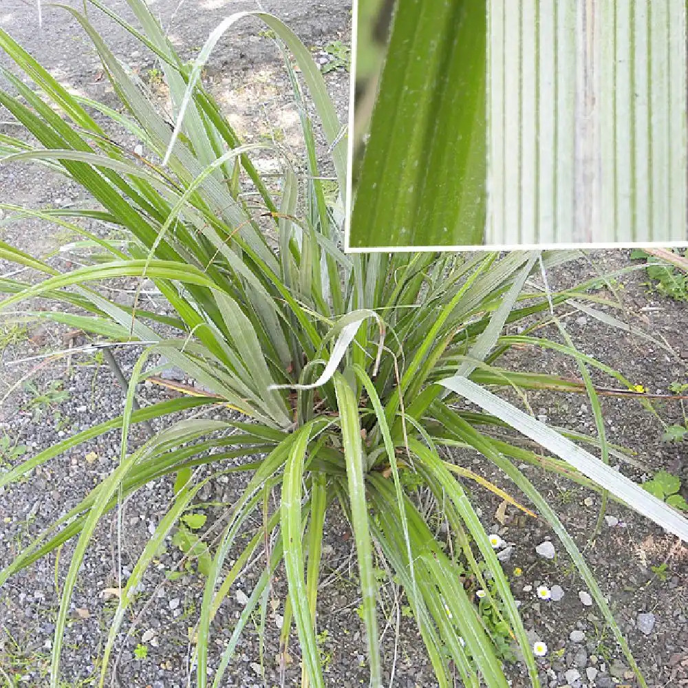 ASTELIA banksii