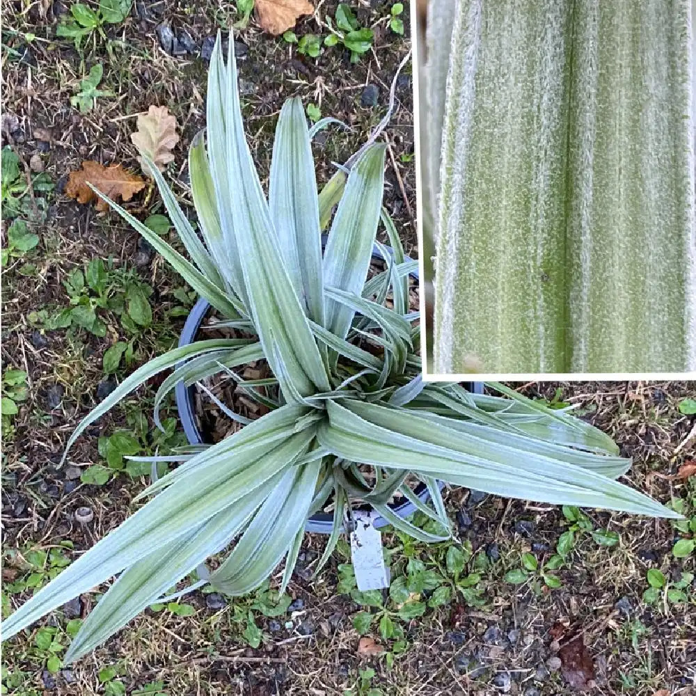 ASTELIA chathamica 'Silver Shadow'