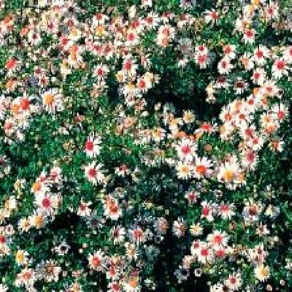 ASTER laterifolius 'Chloé'