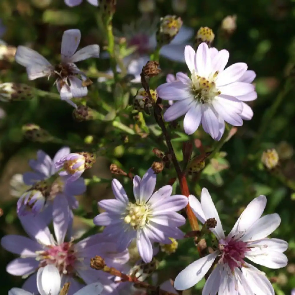 ASTER cordifolius 'Ideal'