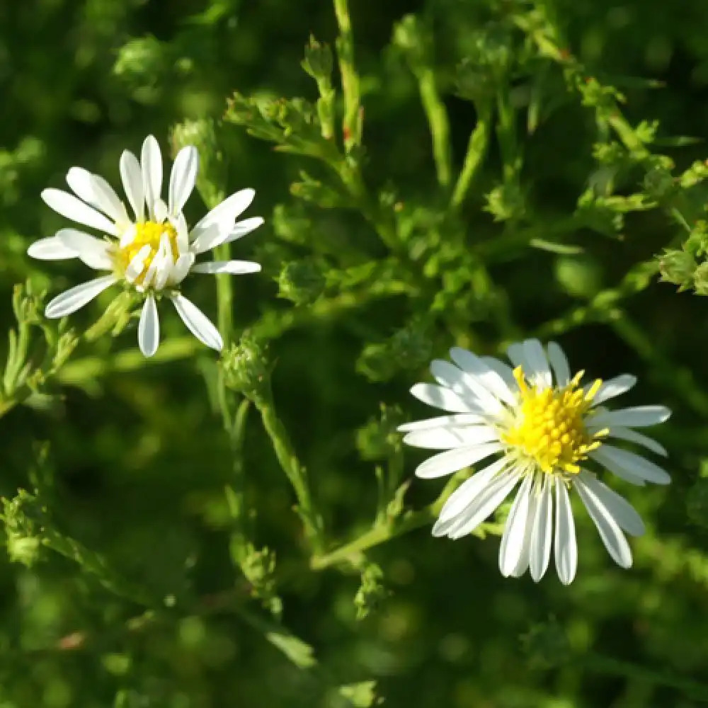 ASTER datschii