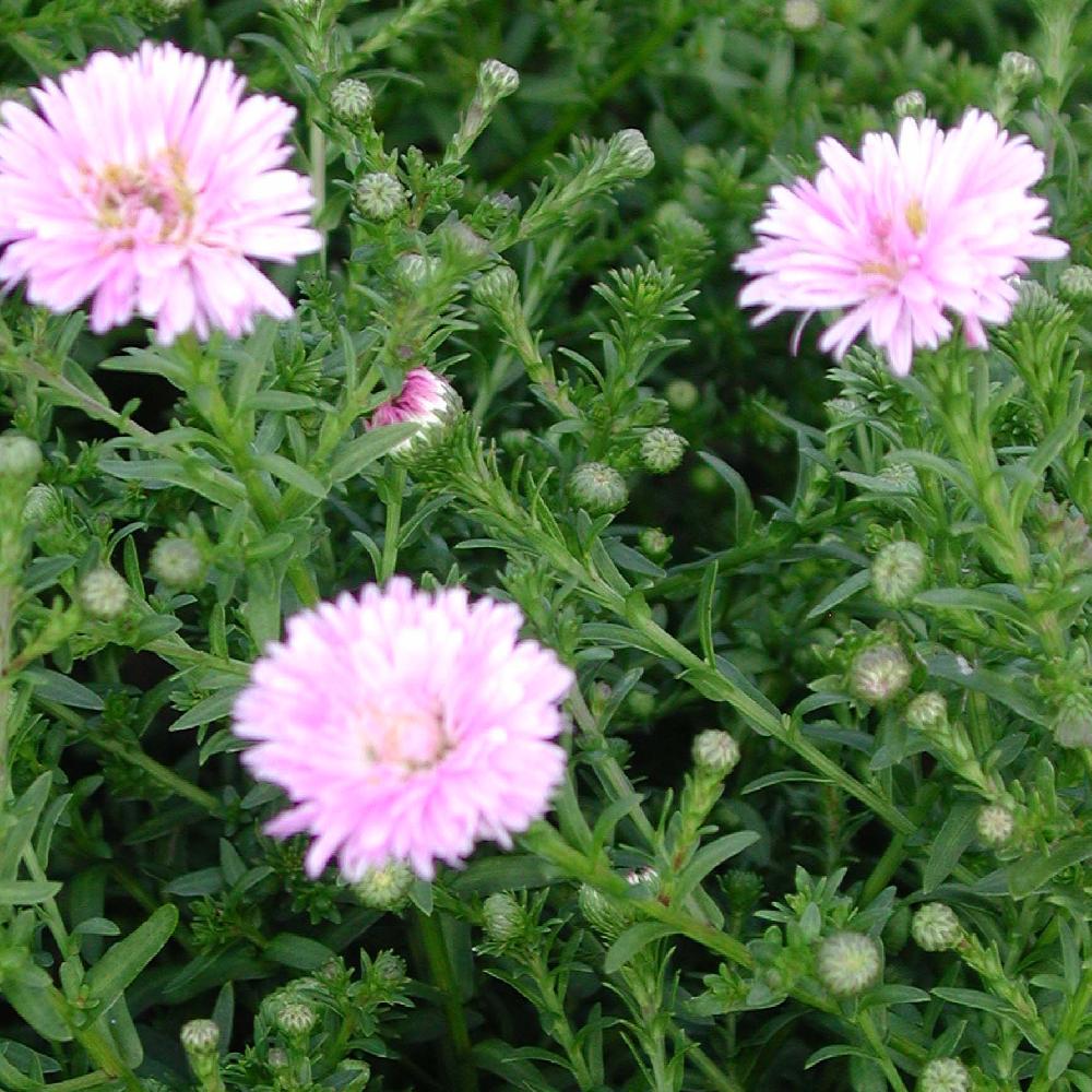 ASTER dumosus 'Rosebud'