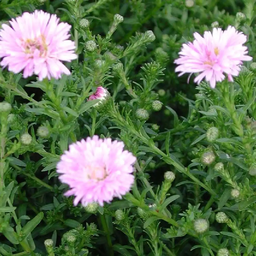 ASTER dumosus 'Rosebud'