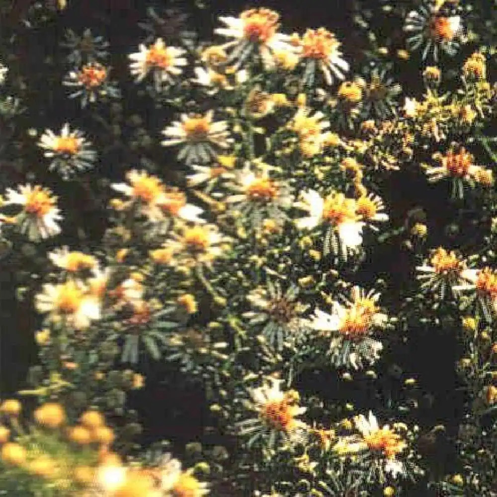 ASTER ericoides 'Cinderella'