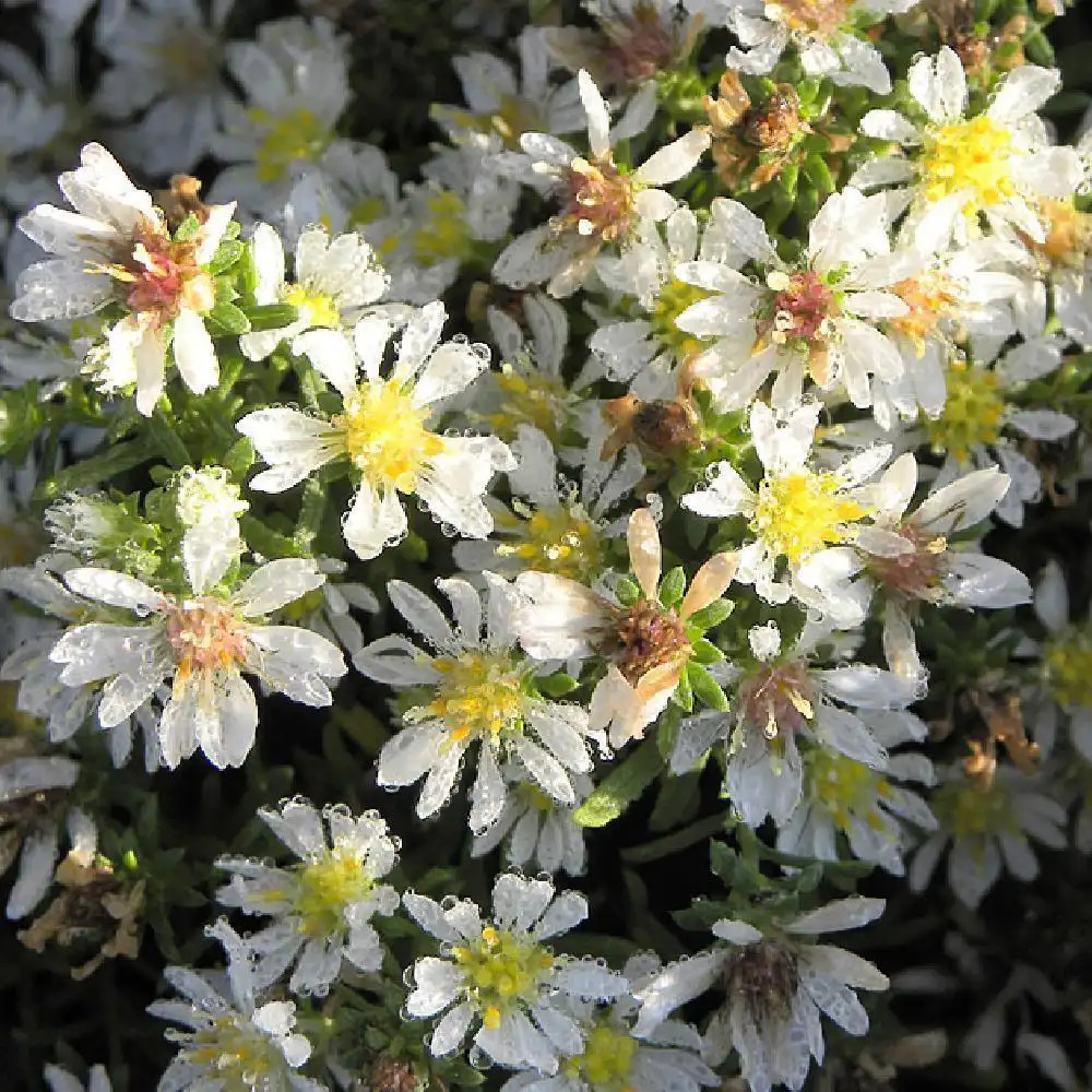 ASTER ericoides 'Snowflurry'