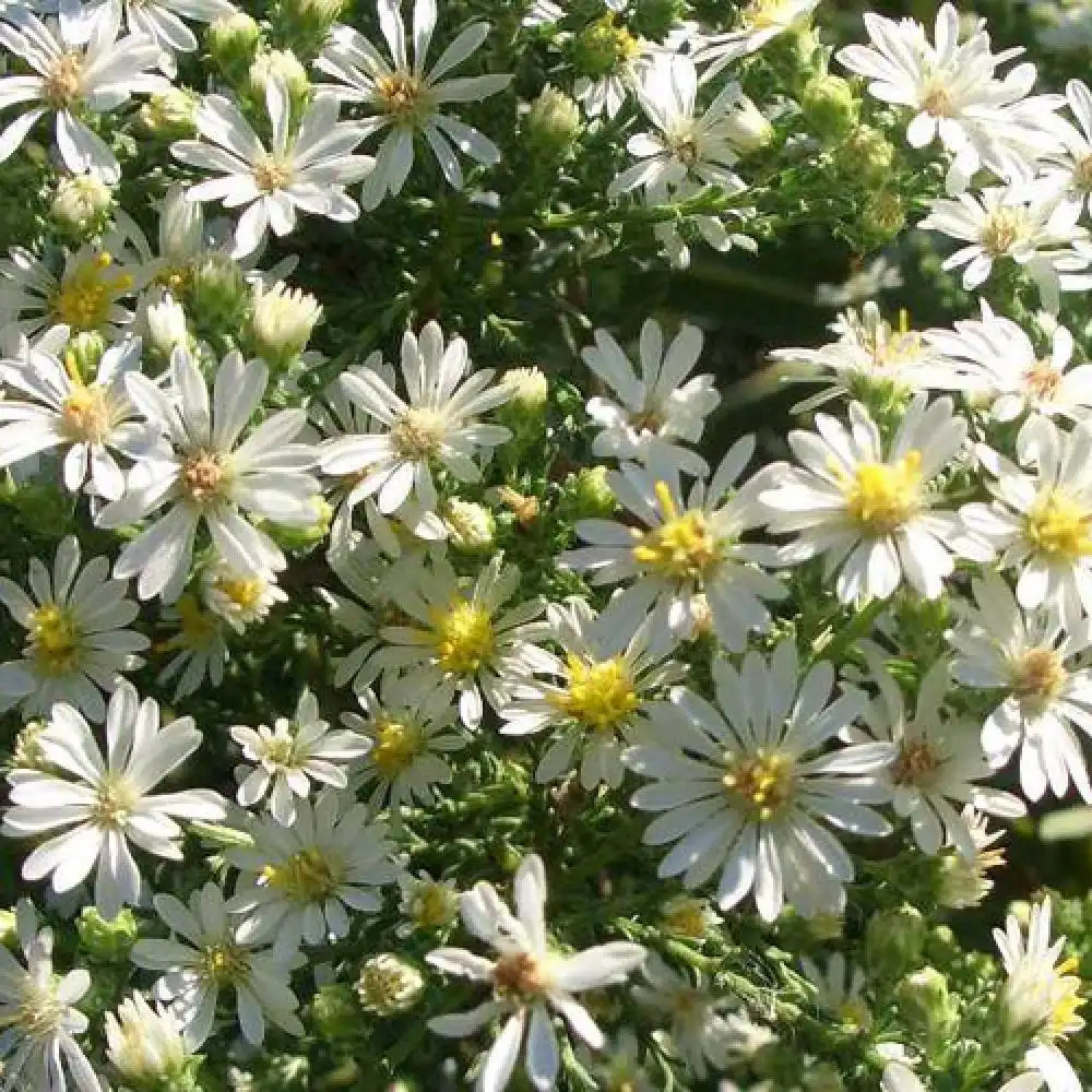 ASTER ericoides