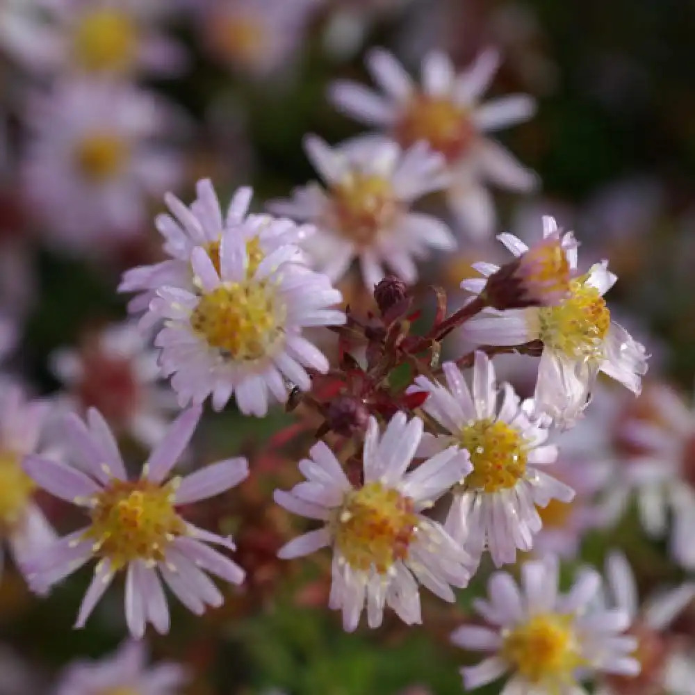 ASTER ericoides 'Esther'