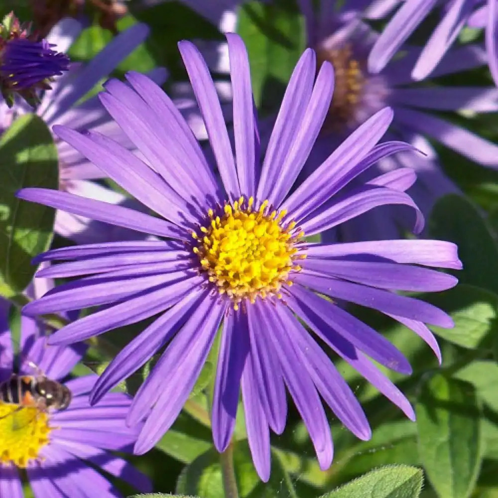 ASTER x frikartii 'Jungfrau'