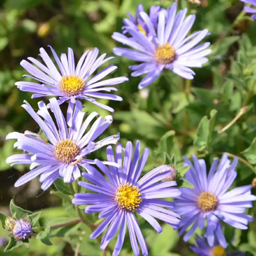 ASTER x frikartii 'Mönch'