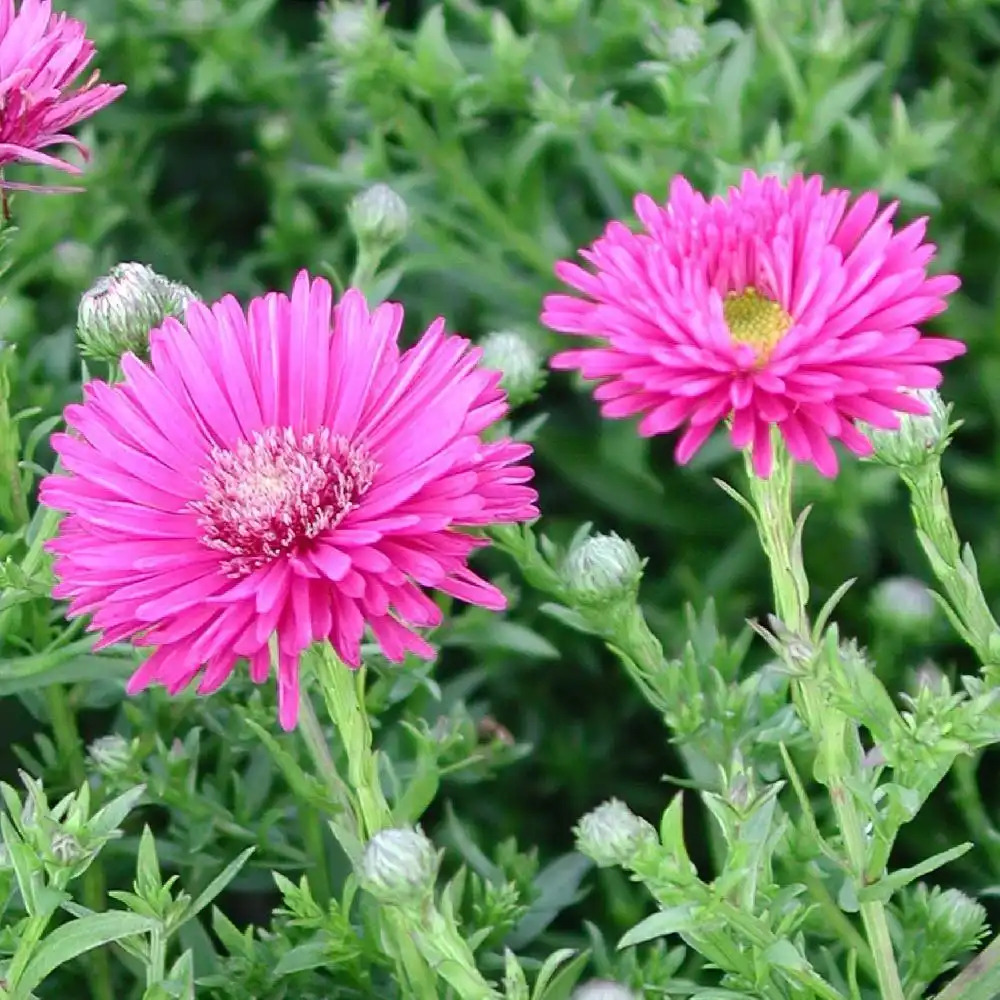 ASTER dumosus 'Jenny'