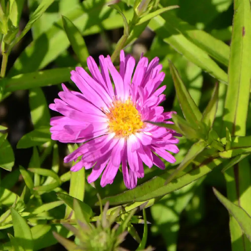 ASTER dumosus 'Kassel'