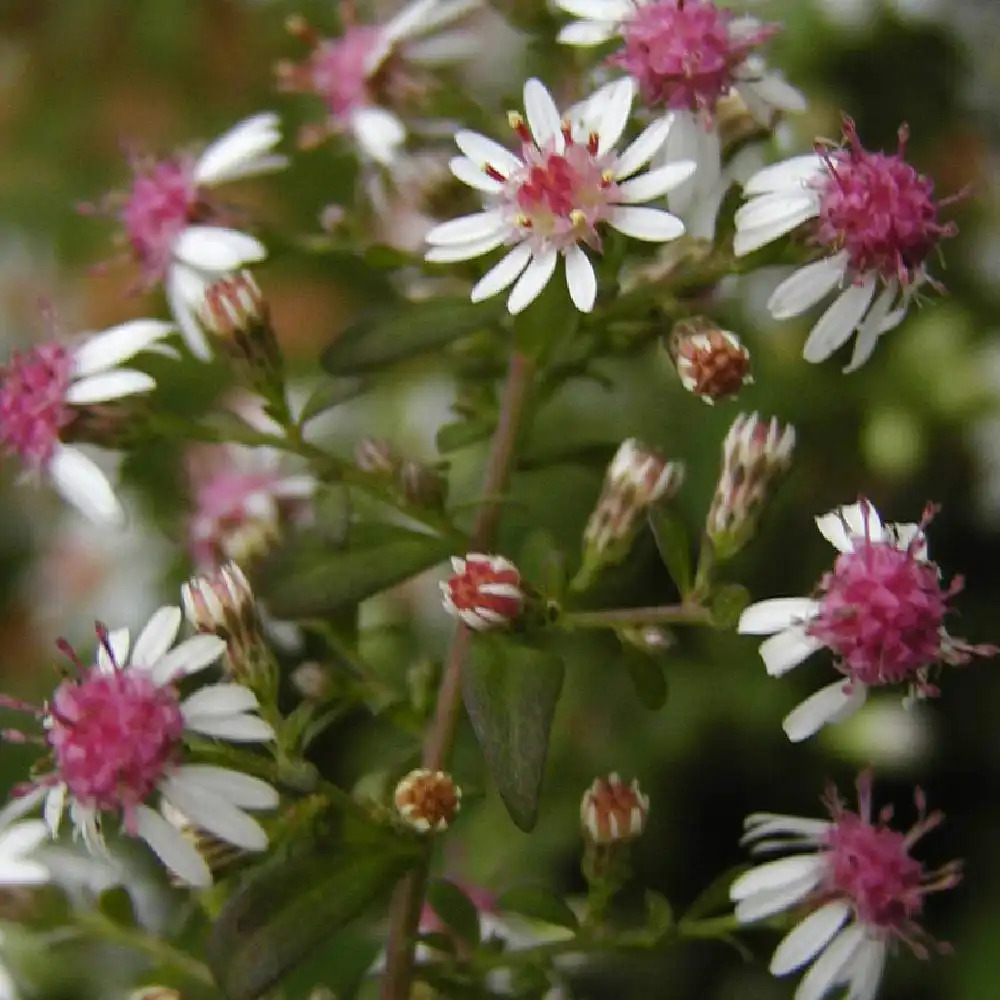 ASTER lateriflorus 'Horizontalis'