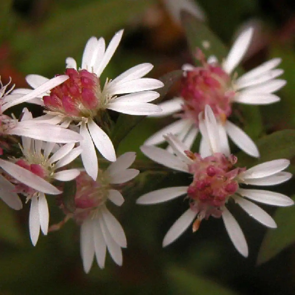 ASTER lateriflorus 'Lady in Black'