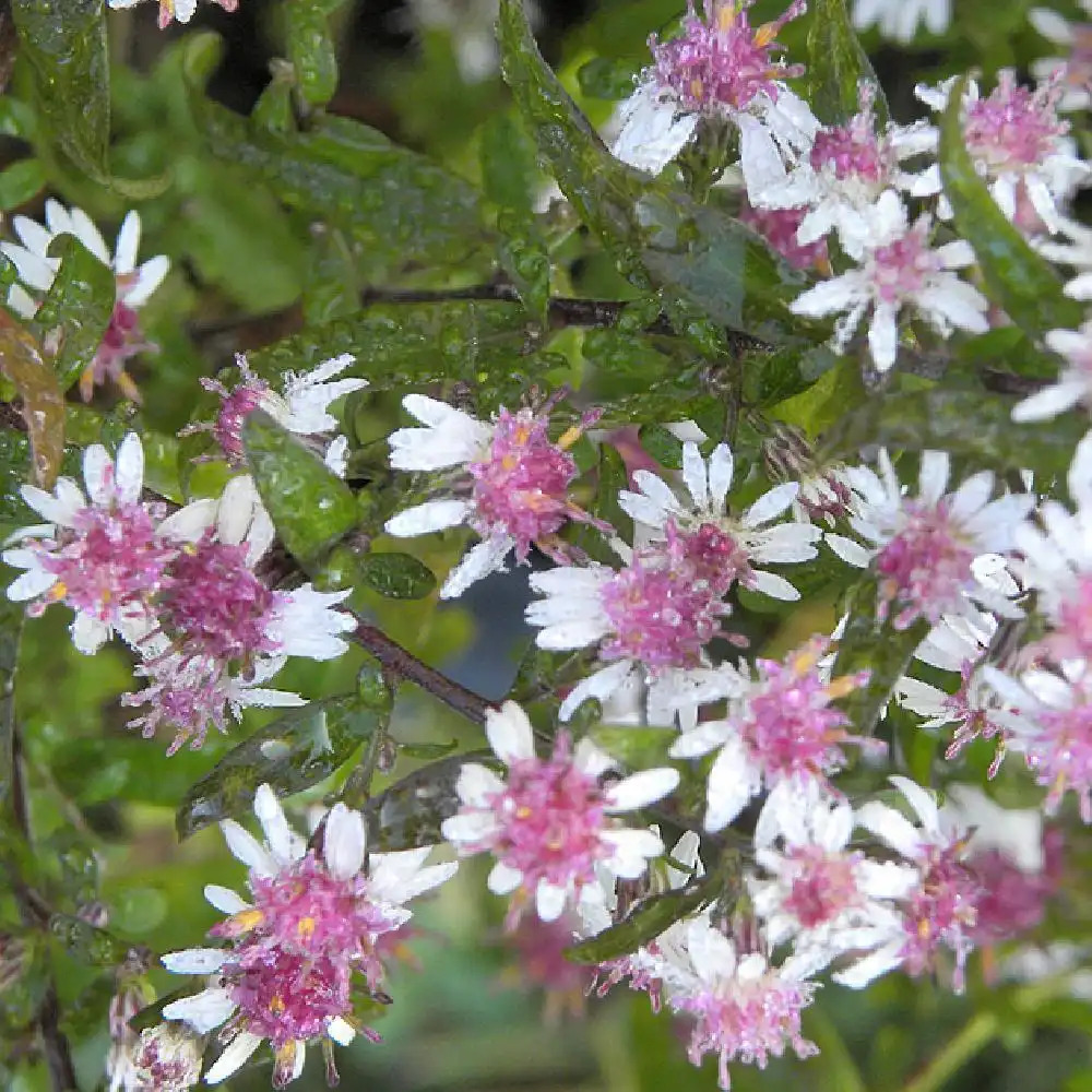 ASTER lateriflorus 'Prince'