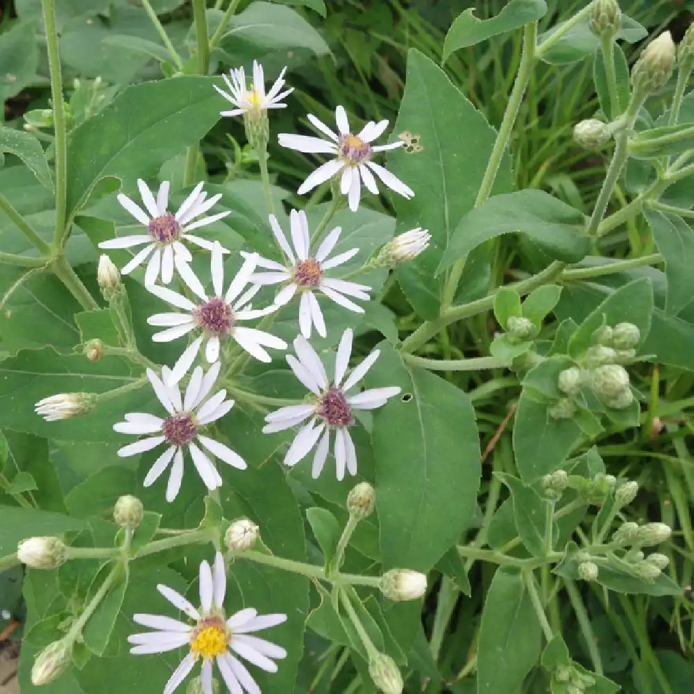 ASTER macrophyllus