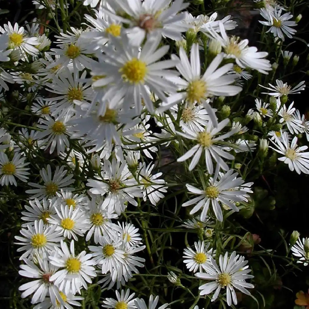 ASTER 'Monte Cassino'