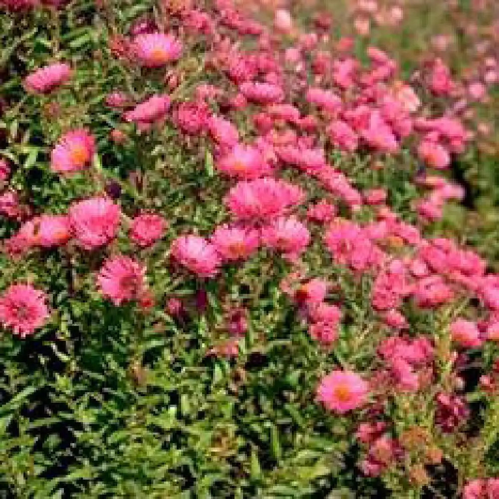 ASTER na 'Andenken an Paul Gerber'