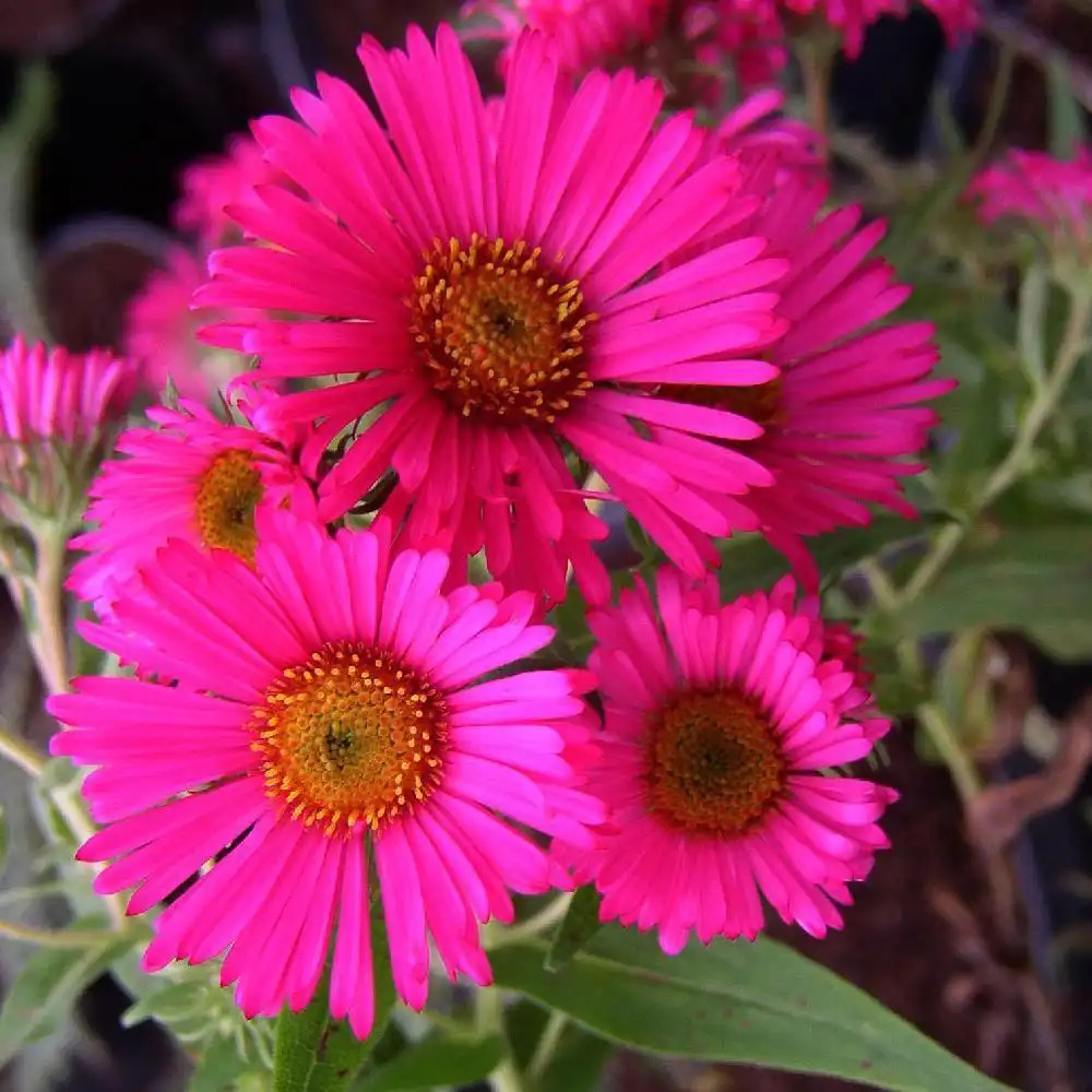 ASTER na 'Andenken an Alma Pötschke'