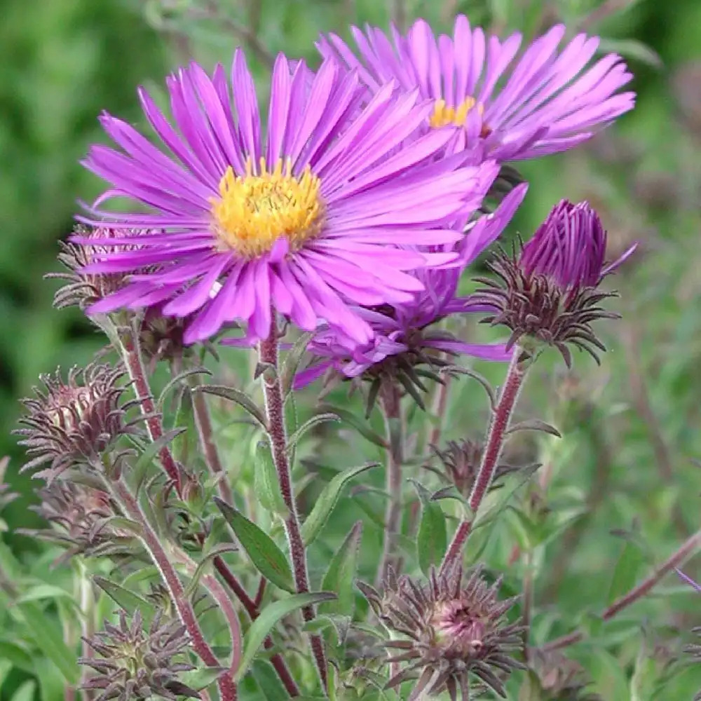 ASTER na 'Constance'
