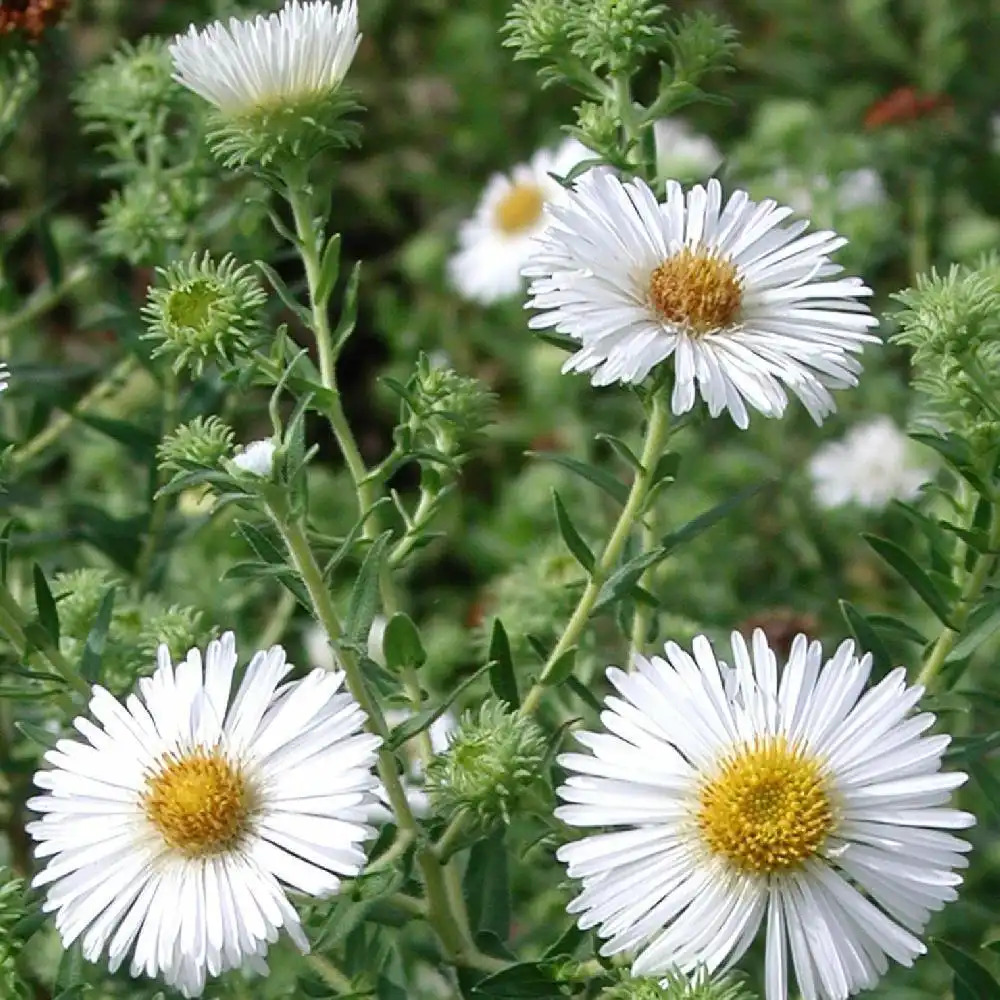 ASTER na 'Herbstschnee'