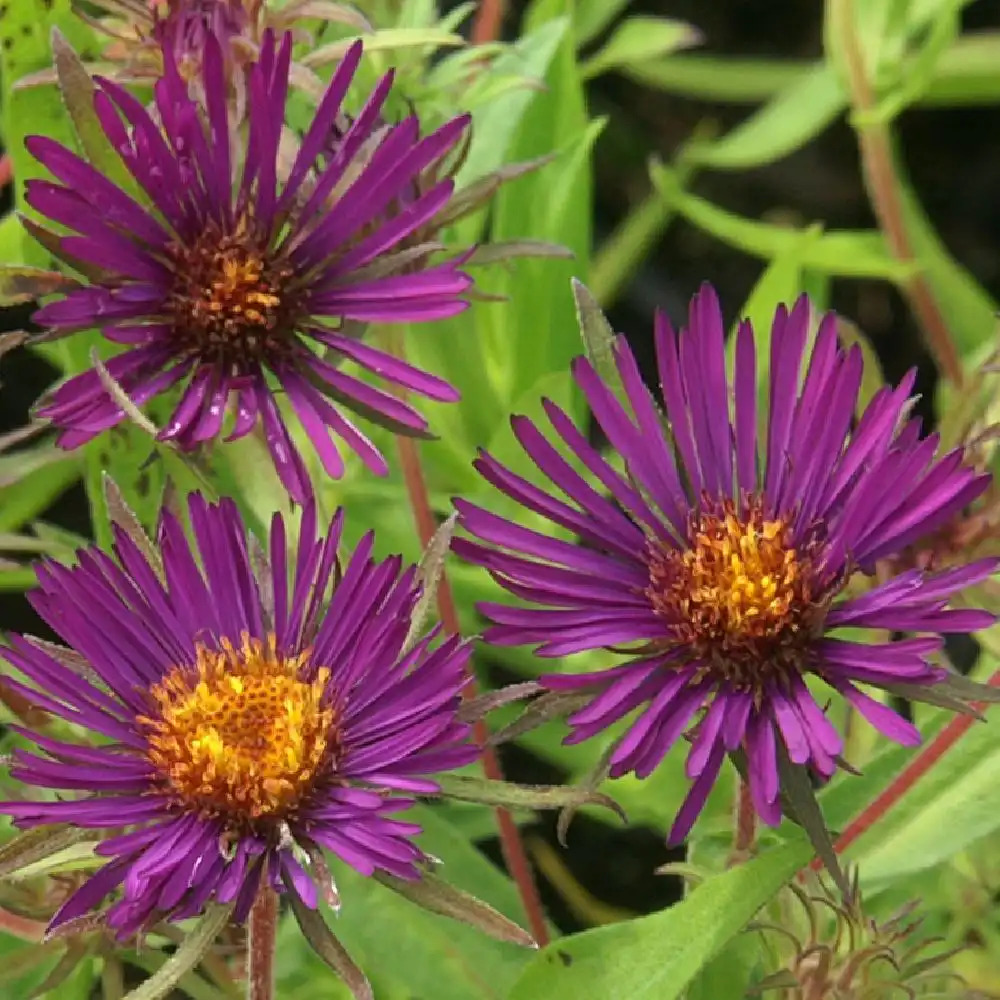 ASTER na 'Marina Wollkonsky'