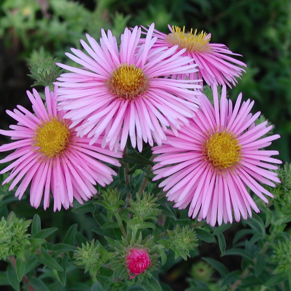 ASTER na 'Madame Loyau'